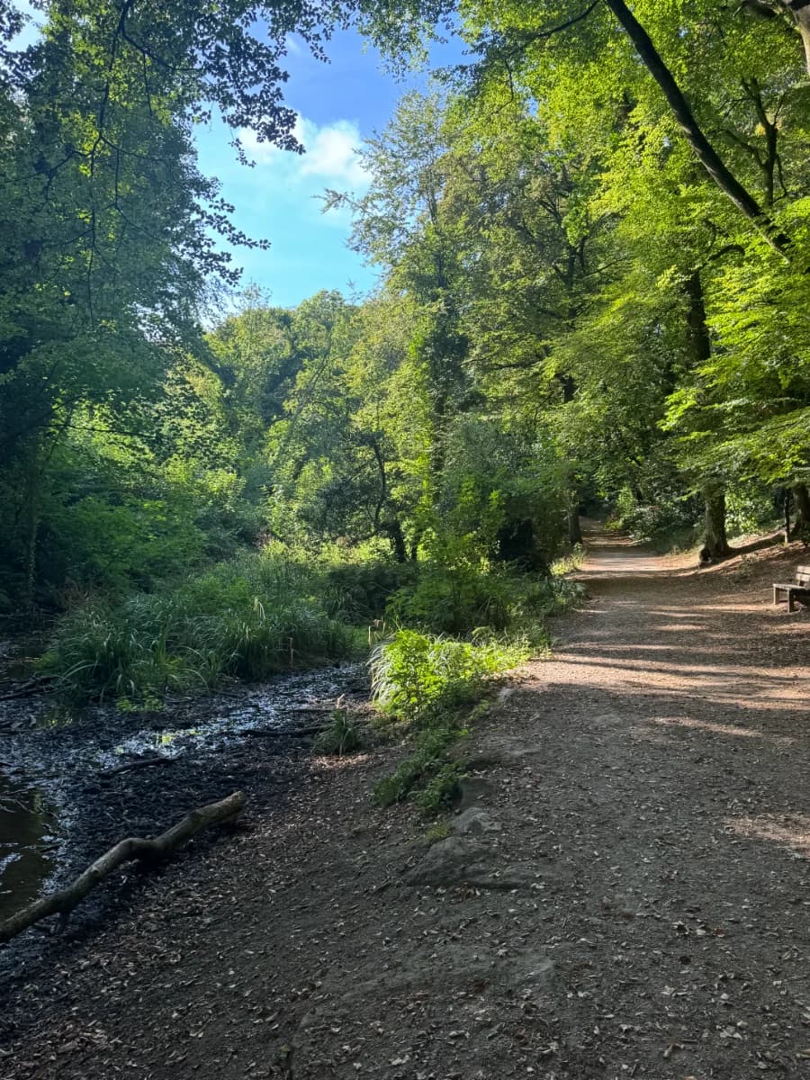 Découverte du bois de Keroual, parcours à Guilers
